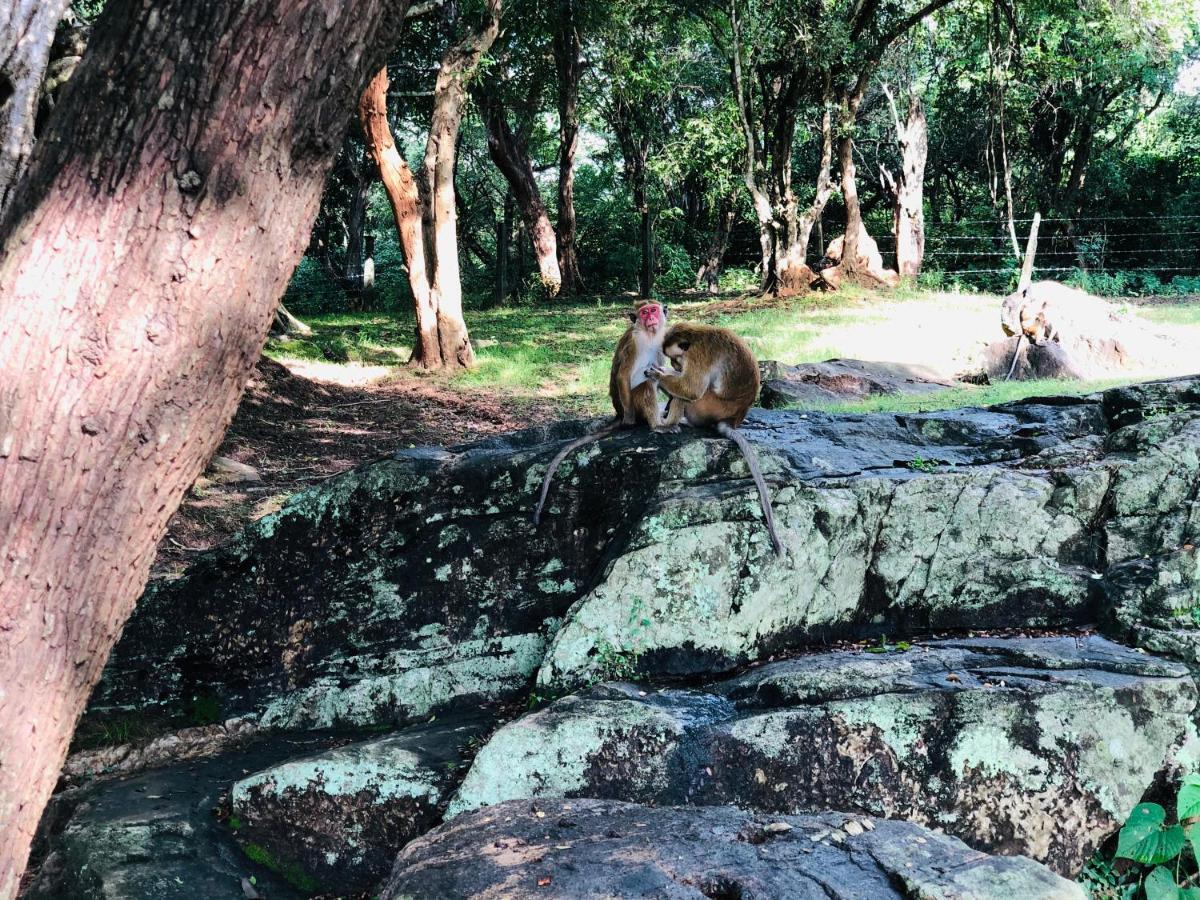 Kumari Guest House Polonnaruwa Dış mekan fotoğraf